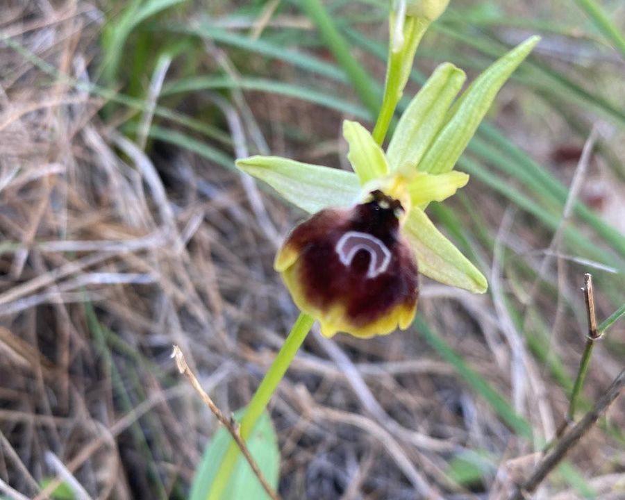 KEMER’İN NADİRE GÜZELLİĞİ “KEMER ORKİDESİ” YENİDEN GÜN YÜZÜNE ÇIKTI